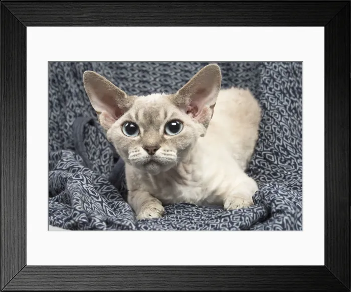 Framed Print : Picture No. 12009870 Framed Print : Picture No. 12009870