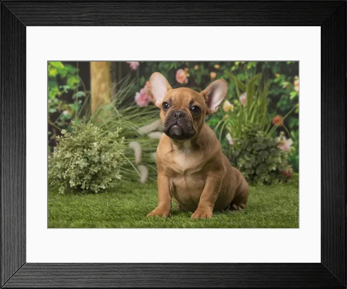 Framed Print : Picture No. 12009882 Framed Print : Picture No. 12009882