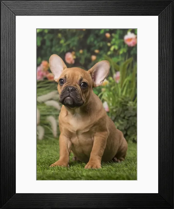 Framed Print : Picture No. 12009883 Framed Print : Picture No. 12009883