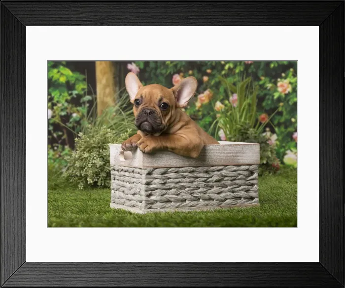 Framed Print : Picture No. 12009885 Framed Print : Picture No. 12009885