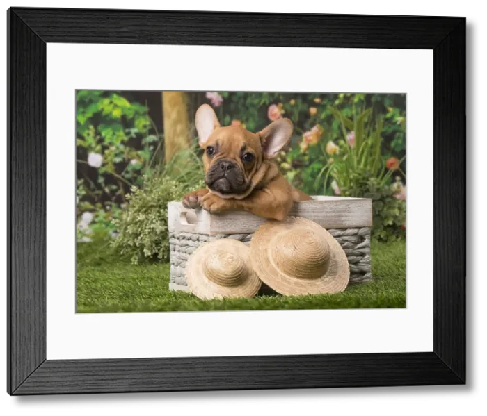 Framed Print : Picture No. 12009886 Framed Print : Picture No. 12009886
