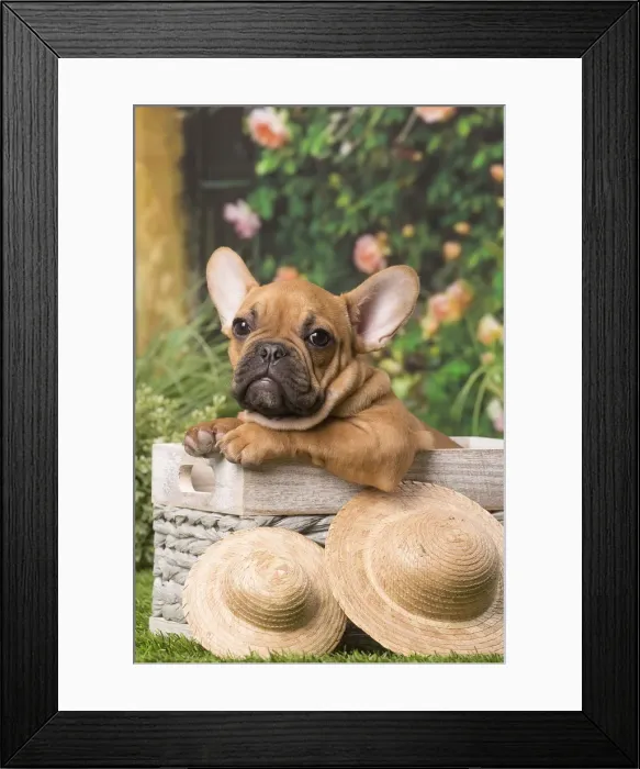 Framed Print : Picture No. 12009887 Framed Print : Picture No. 12009887