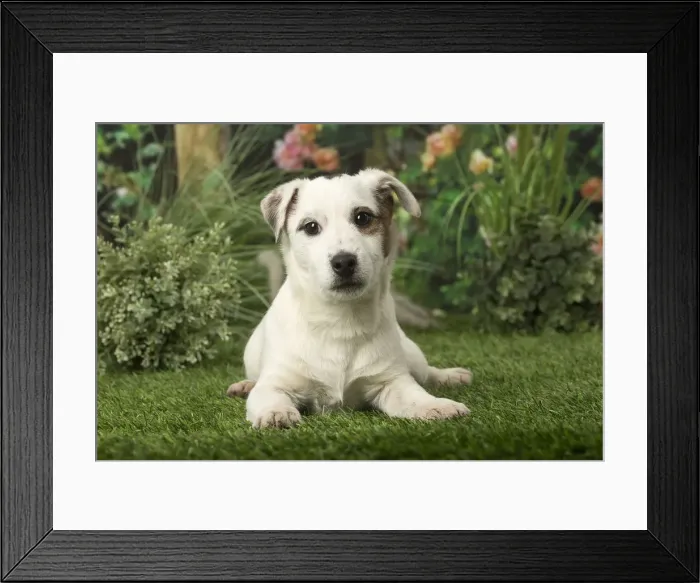 Framed Print : Picture No. 12009891 Framed Print : Picture No. 12009891