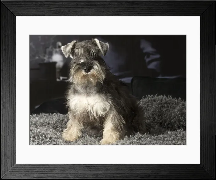 Framed Print : Picture No. 12009895 Framed Print : Picture No. 12009895