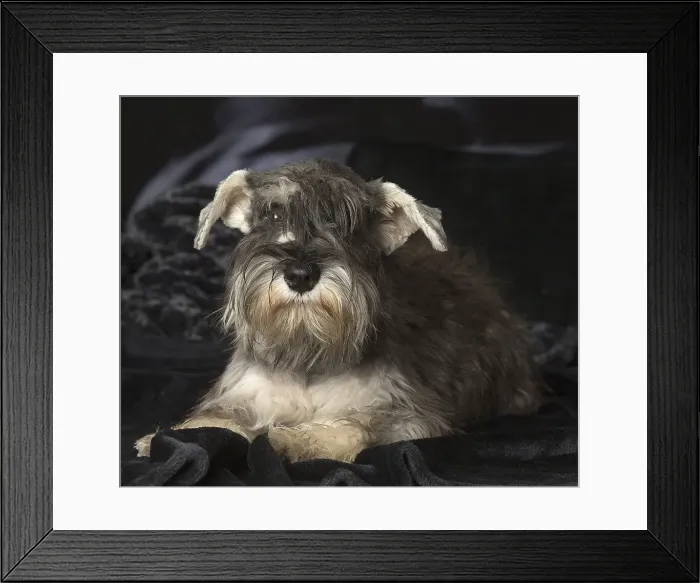Framed Print : Picture No. 12009898 Framed Print : Picture No. 12009898