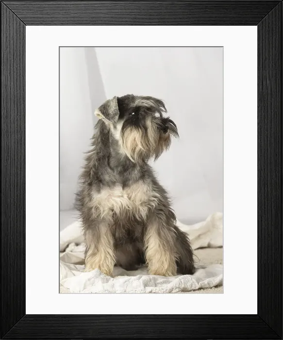 Framed Print : Picture No. 12009899 Framed Print : Picture No. 12009899