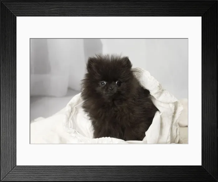 Framed Print : Picture No. 12009904 Framed Print : Picture No. 12009904