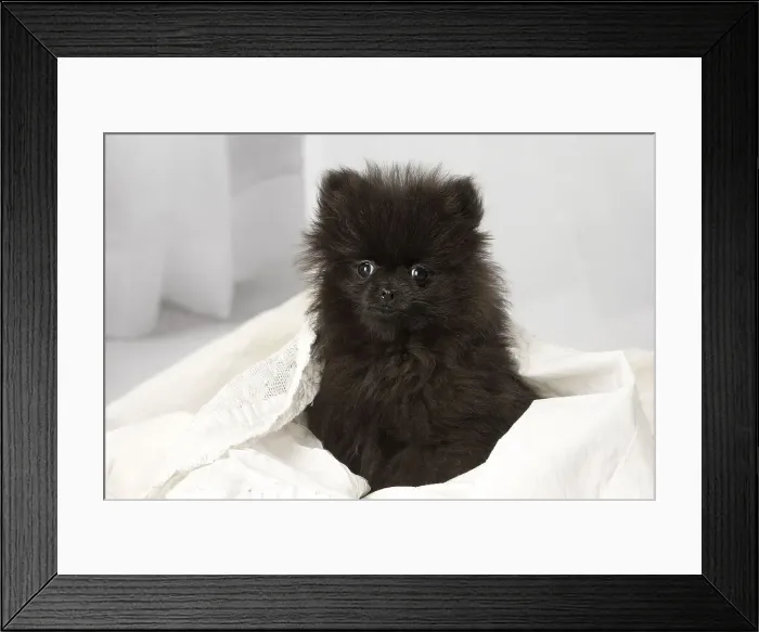 Framed Print : Picture No. 12009905 Framed Print : Picture No. 12009905