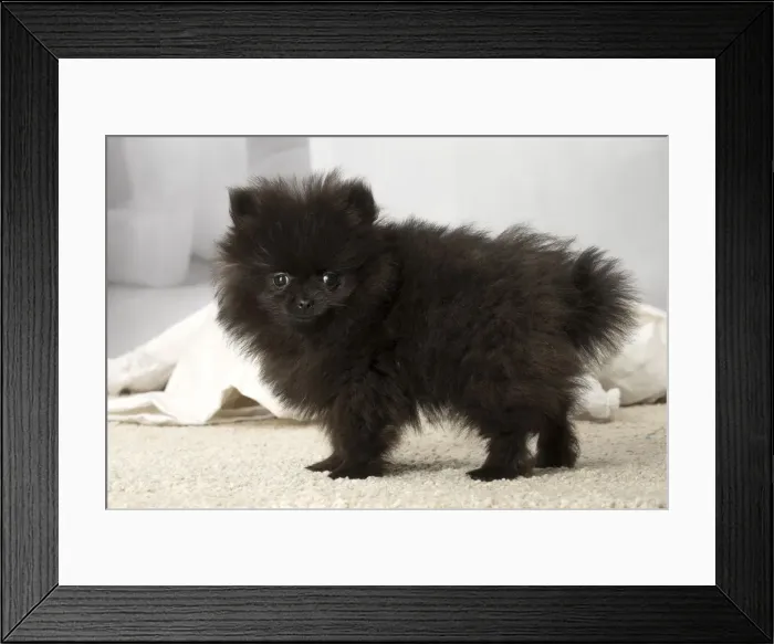 Framed Print : Picture No. 12009906 Framed Print : Picture No. 12009906