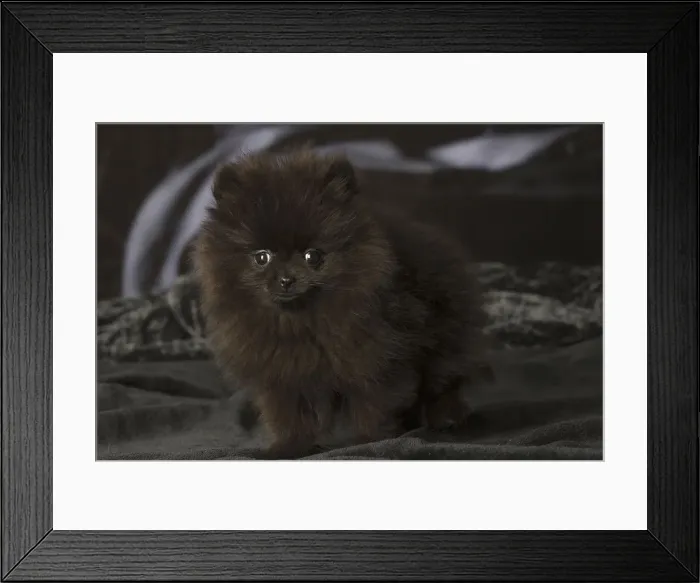 Framed Print : Picture No. 12009907 Framed Print : Picture No. 12009907