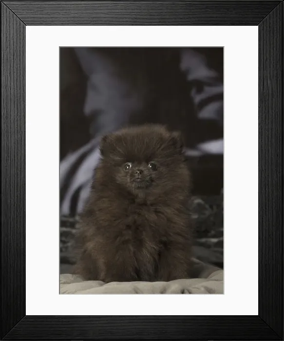 Framed Print : Picture No. 12009909 Framed Print : Picture No. 12009909