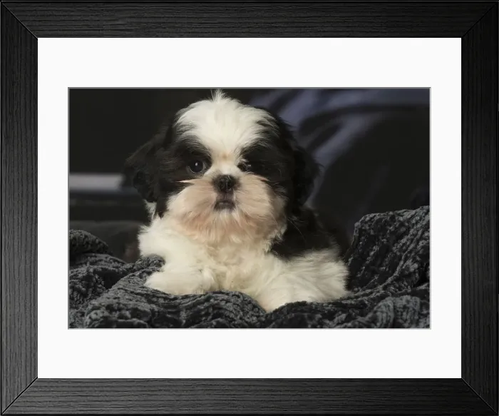 Framed Print : Picture No. 12009911 Framed Print : Picture No. 12009911