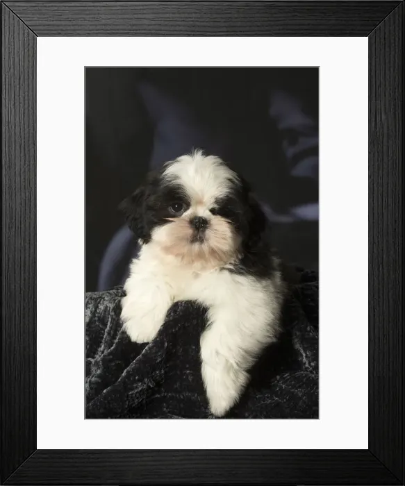 Framed Print : Picture No. 12009912 Framed Print : Picture No. 12009912
