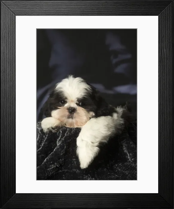 Framed Print : Picture No. 12009913 Framed Print : Picture No. 12009913