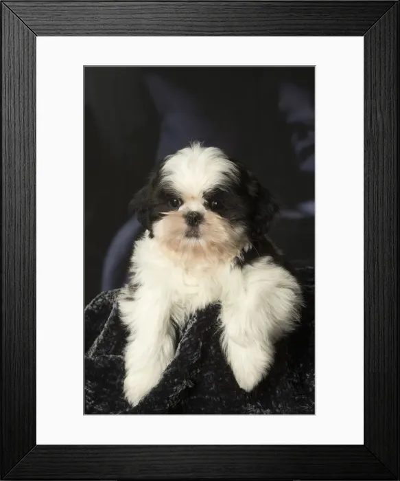 Framed Print : Picture No. 12009914 Framed Print : Picture No. 12009914