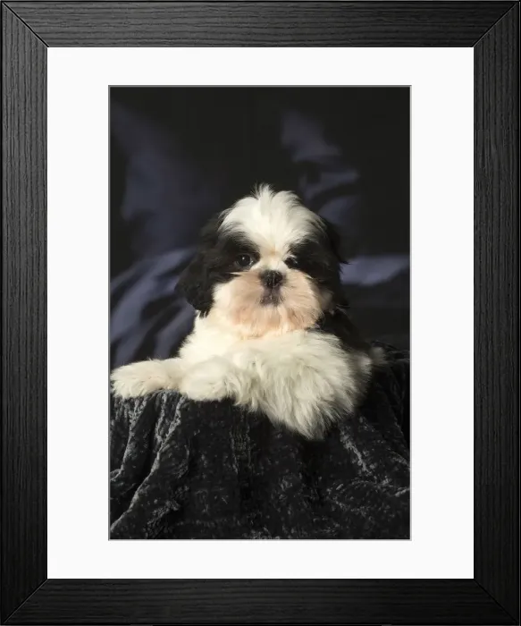 Framed Print : Picture No. 12009915 Framed Print : Picture No. 12009915