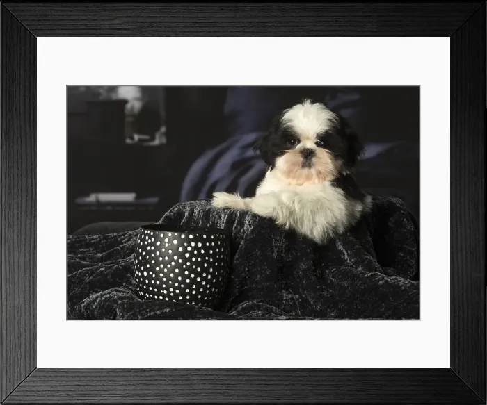 Framed Print : Picture No. 12009917 Framed Print : Picture No. 12009917