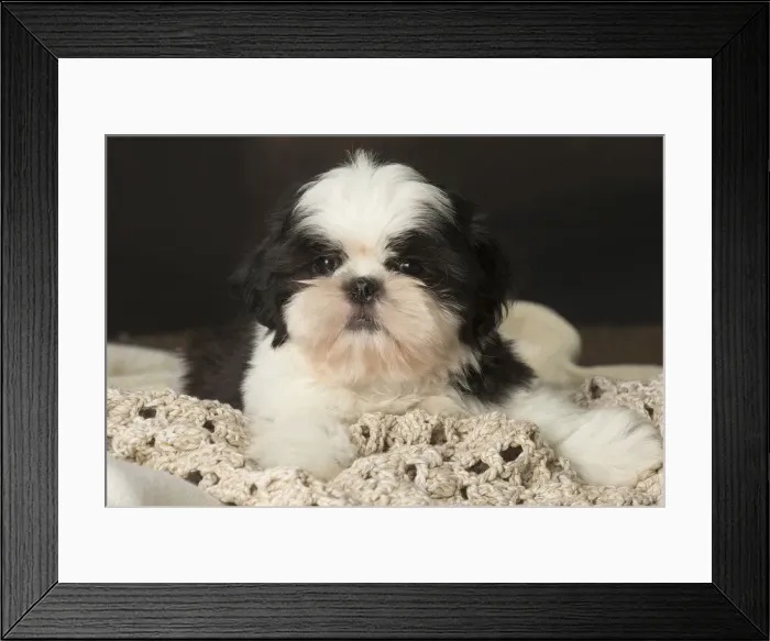 Framed Print : Picture No. 12009918 Framed Print : Picture No. 12009918