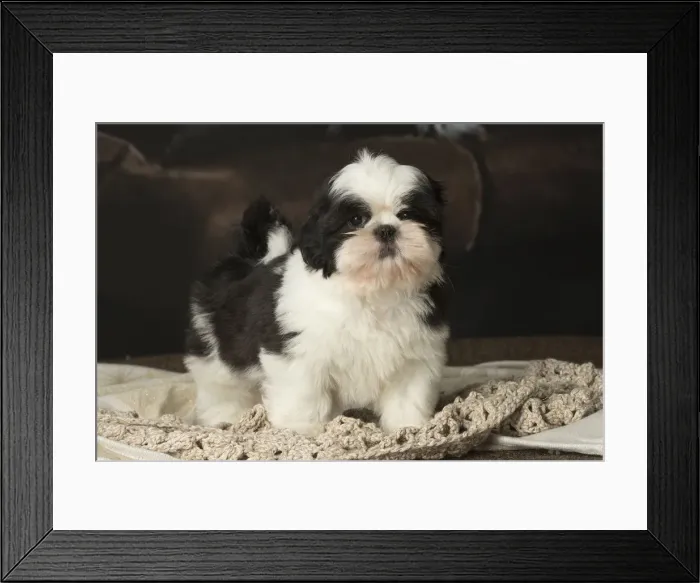 Framed Print : Picture No. 12009920 Framed Print : Picture No. 12009920
