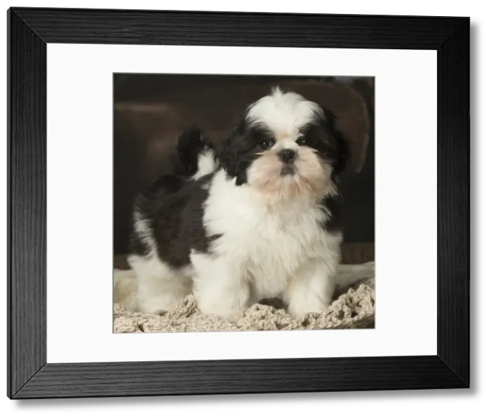 Framed Print : Picture No. 12009921 Framed Print : Picture No. 12009921