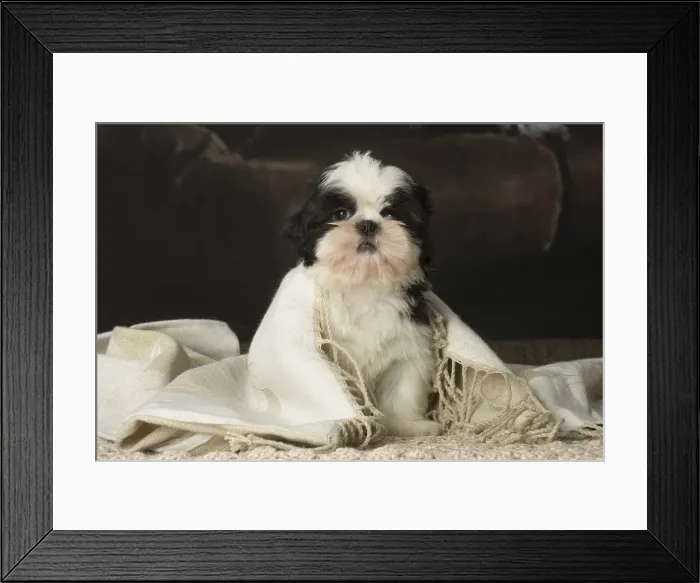 Framed Print : Picture No. 12009922 Framed Print : Picture No. 12009922