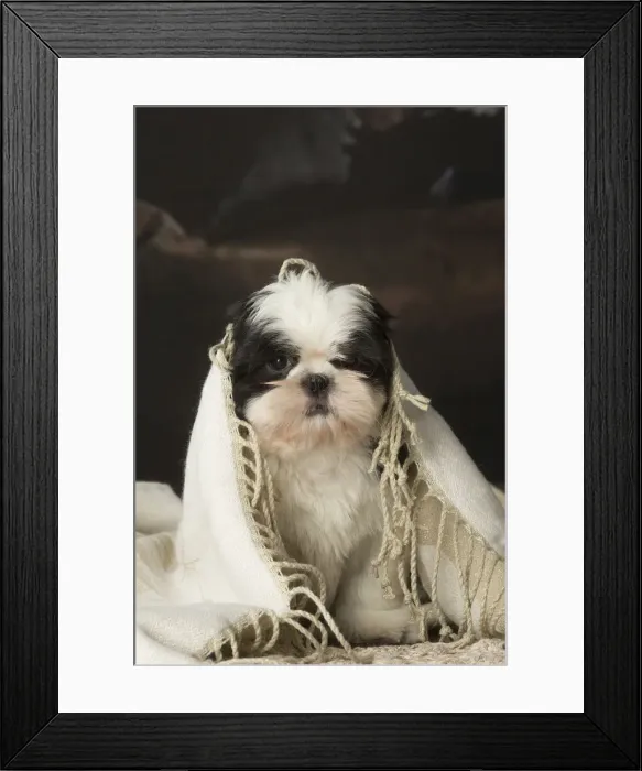 Framed Print : Picture No. 12009923 Framed Print : Picture No. 12009923
