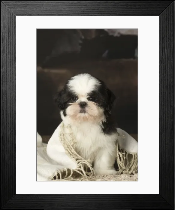 Framed Print : Picture No. 12009924 Framed Print : Picture No. 12009924