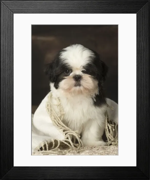Framed Print : Picture No. 12009925 Framed Print : Picture No. 12009925