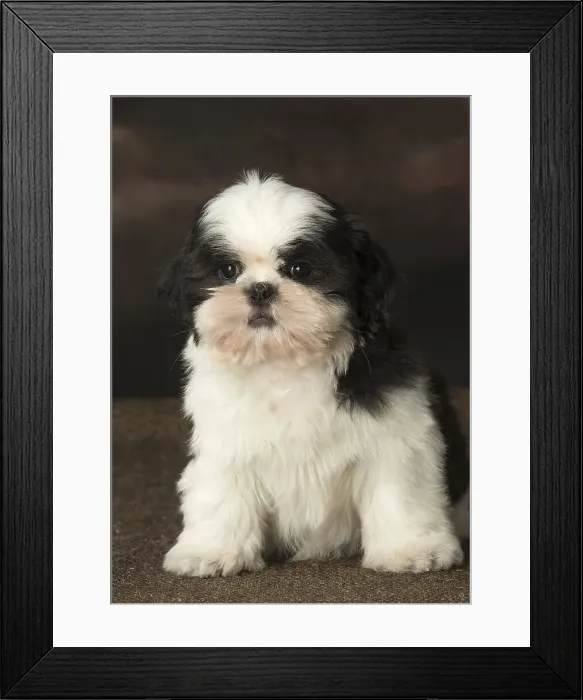 Framed Print : Picture No. 12009926 Framed Print : Picture No. 12009926
