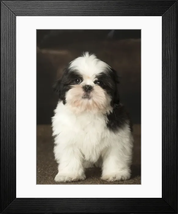 Framed Print : Picture No. 12009927 Framed Print : Picture No. 12009927