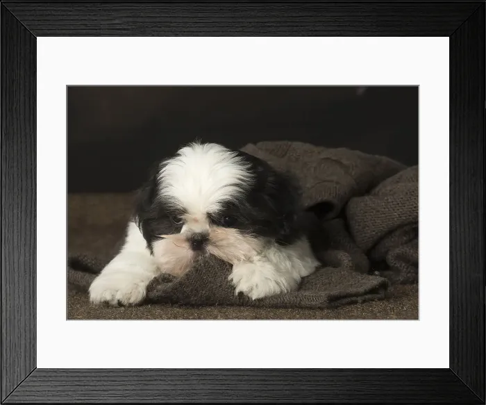 Framed Print : Picture No. 12009931 Framed Print : Picture No. 12009931