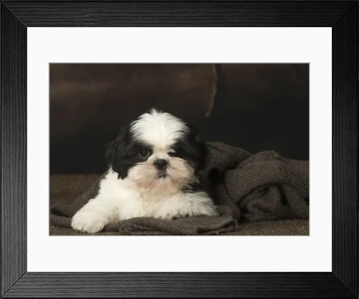 Framed Print : Picture No. 12009932 Framed Print : Picture No. 12009932