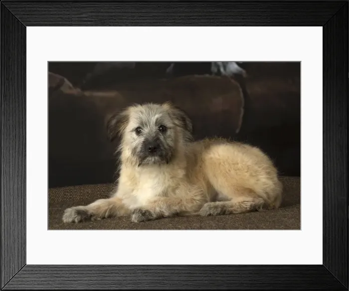 Framed Print : Picture No. 12009933 Framed Print : Picture No. 12009933