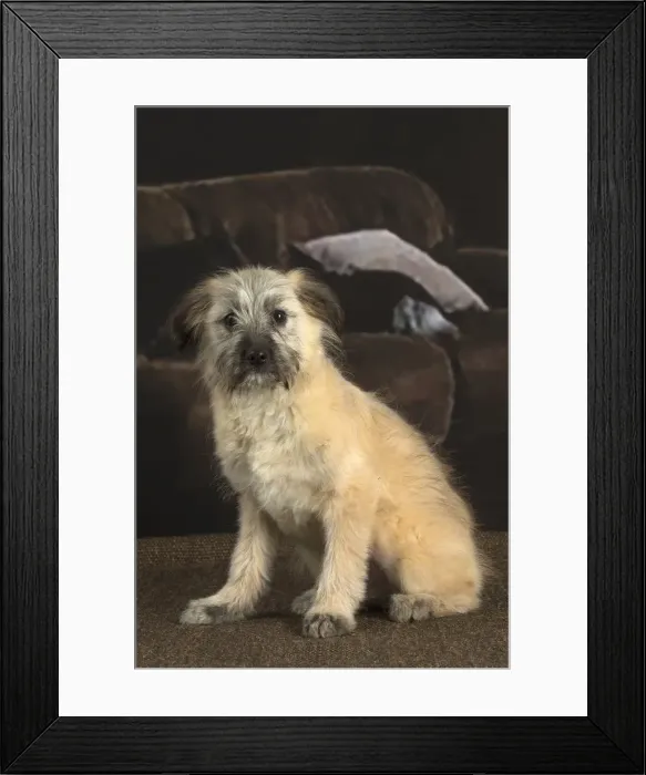 Framed Print : Picture No. 12009934 Framed Print : Picture No. 12009934