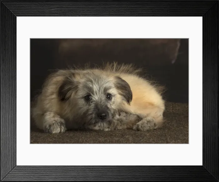 Framed Print : Picture No. 12009935 Framed Print : Picture No. 12009935