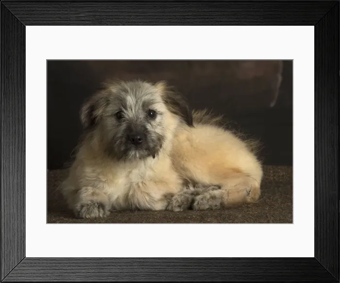 Framed Print : Picture No. 12009937 Framed Print : Picture No. 12009937