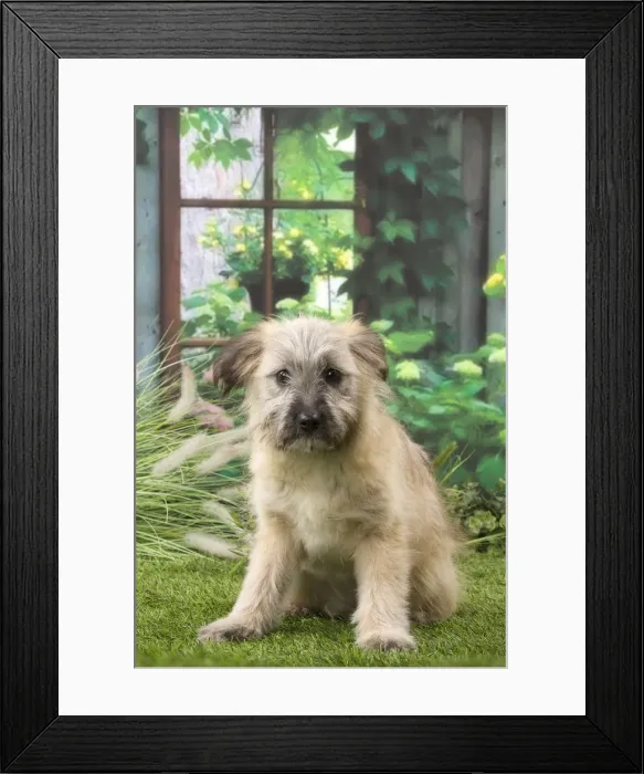 Framed Print : Picture No. 12009944 Framed Print : Picture No. 12009944