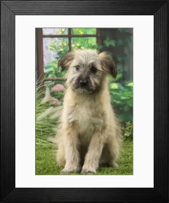 Framed Print : Picture No. 12009945 Framed Print : Picture No. 12009945