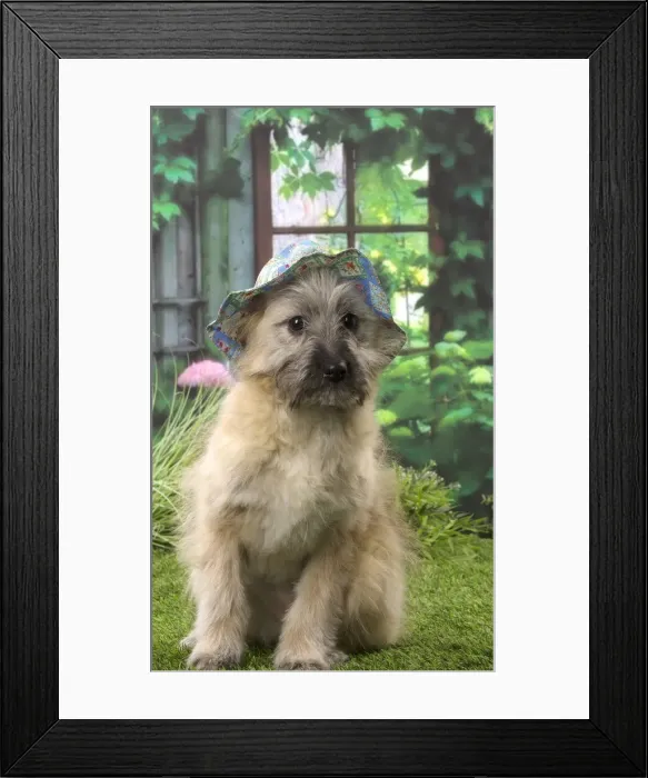 Framed Print : Picture No. 12009946 Framed Print : Picture No. 12009946