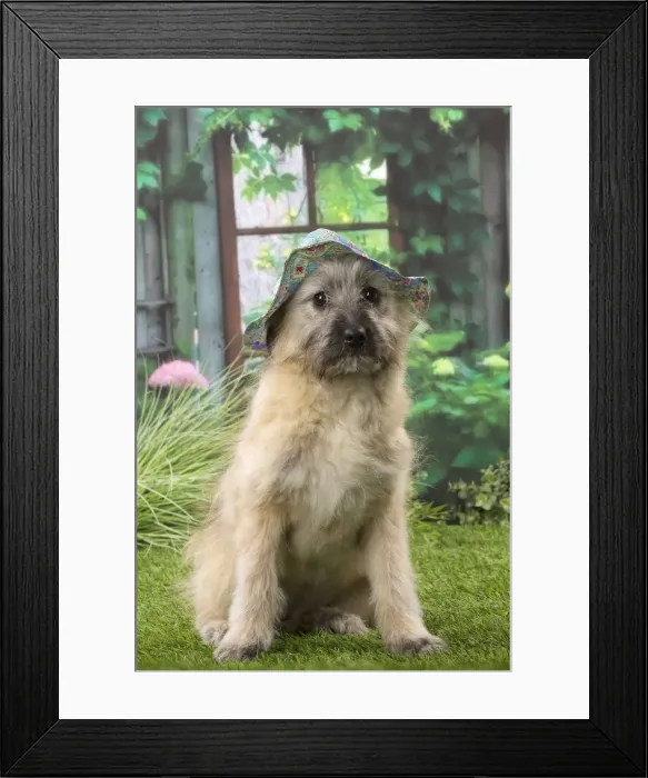 Framed Print : Picture No. 12009947 Framed Print : Picture No. 12009947