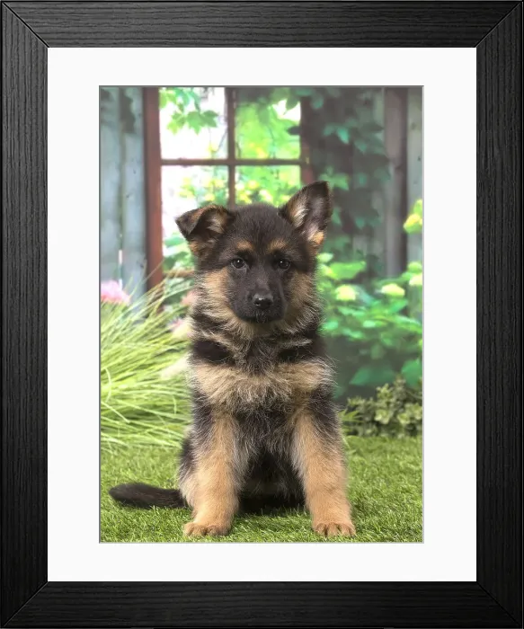 Framed Print : Picture No. 12009949 Framed Print : Picture No. 12009949