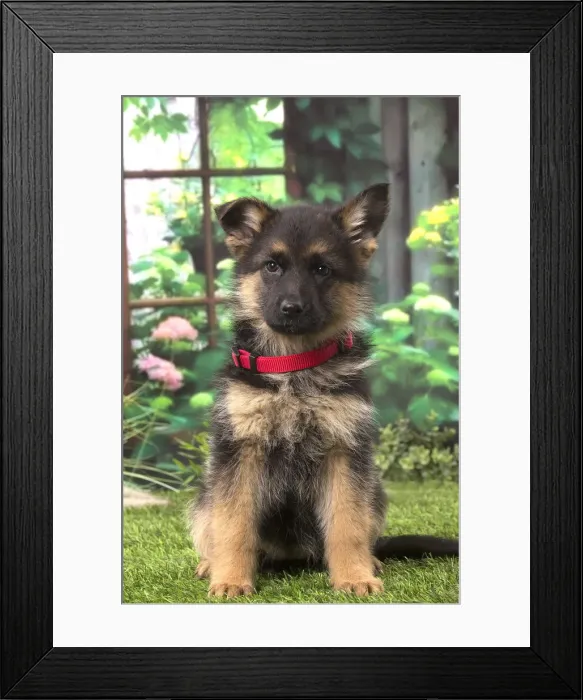 Framed Print : Picture No. 12009952 Framed Print : Picture No. 12009952