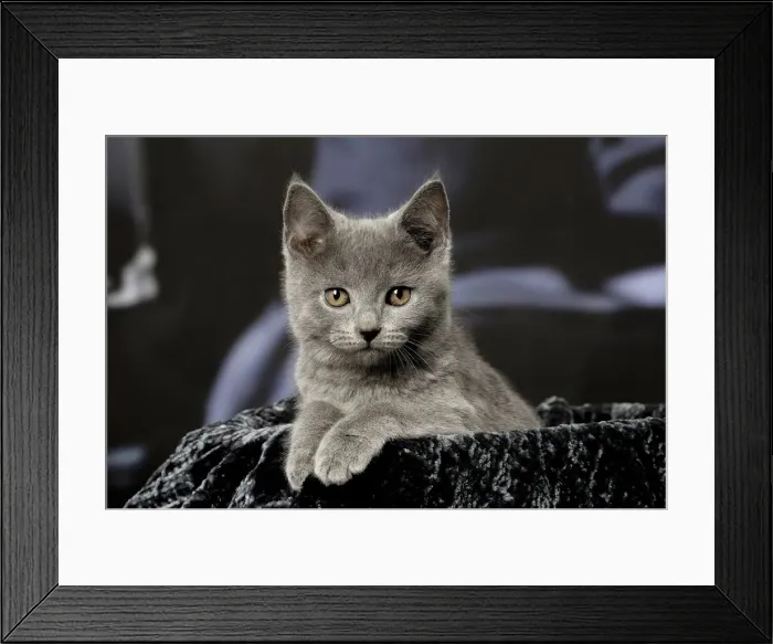 Framed Print : Picture No. 12009961 Framed Print : Picture No. 12009961
