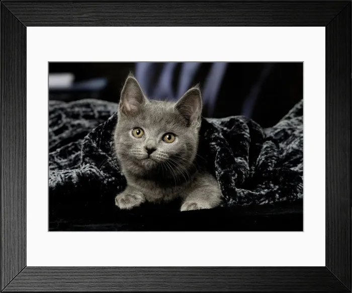 Framed Print : Picture No. 12009962 Framed Print : Picture No. 12009962
