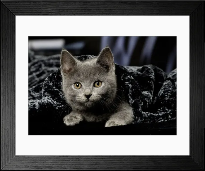 Framed Print : Picture No. 12009963 Framed Print : Picture No. 12009963