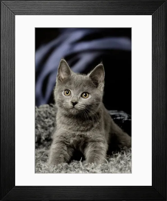 Framed Print : Picture No. 12009965 Framed Print : Picture No. 12009965