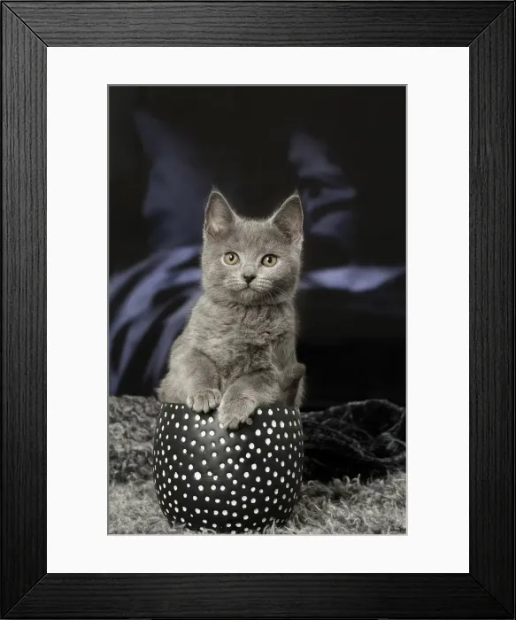 Framed Print : Picture No. 12009967 Framed Print : Picture No. 12009967
