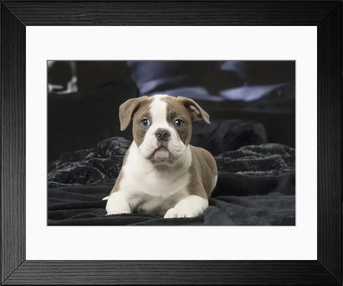 Framed Print : Picture No. 12009968 Framed Print : Picture No. 12009968