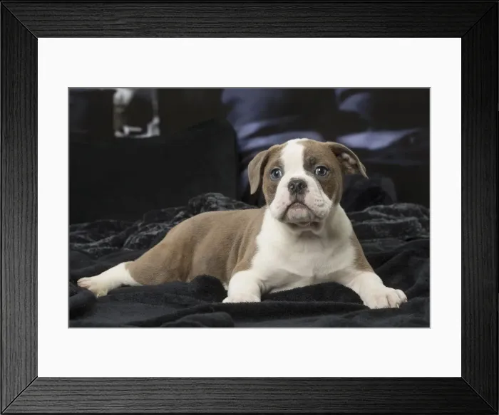 Framed Print : Picture No. 12009969 Framed Print : Picture No. 12009969