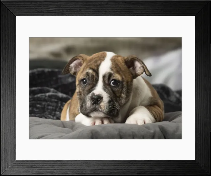 Framed Print : Picture No. 12009975 Framed Print : Picture No. 12009975
